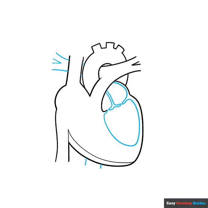 Heart Anatomy Diagram for Kids step-by-step drawing tutorial: step 3