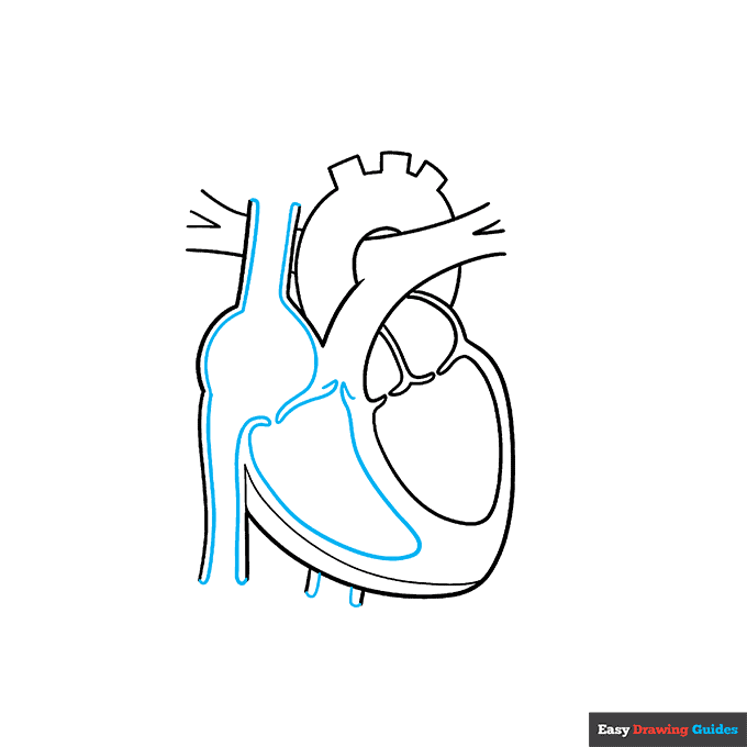 Heart Anatomy Diagram for Kids step-by-step drawing tutorial: step 4