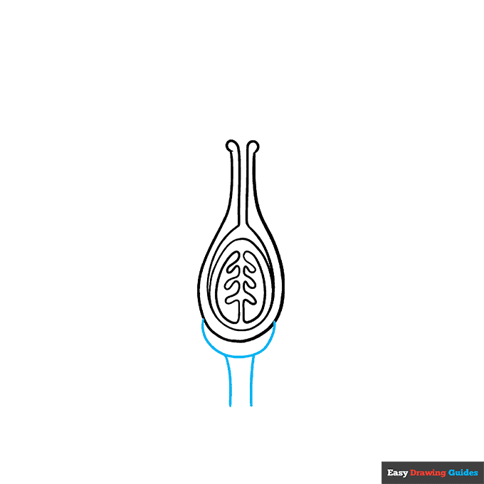 Parts of a Flower step-by-step drawing tutorial: step 4