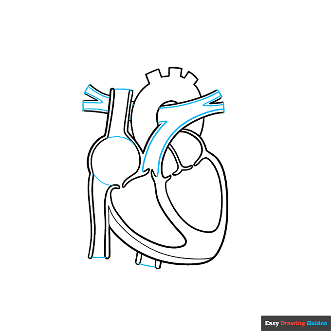 Heart Anatomy Diagram for Kids step-by-step drawing tutorial: step 5