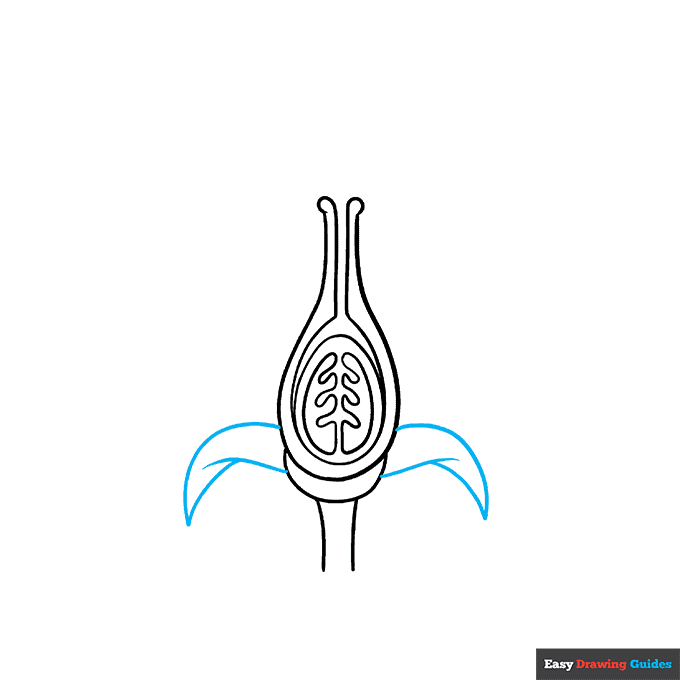 Parts of a Flower step-by-step drawing tutorial: step 5