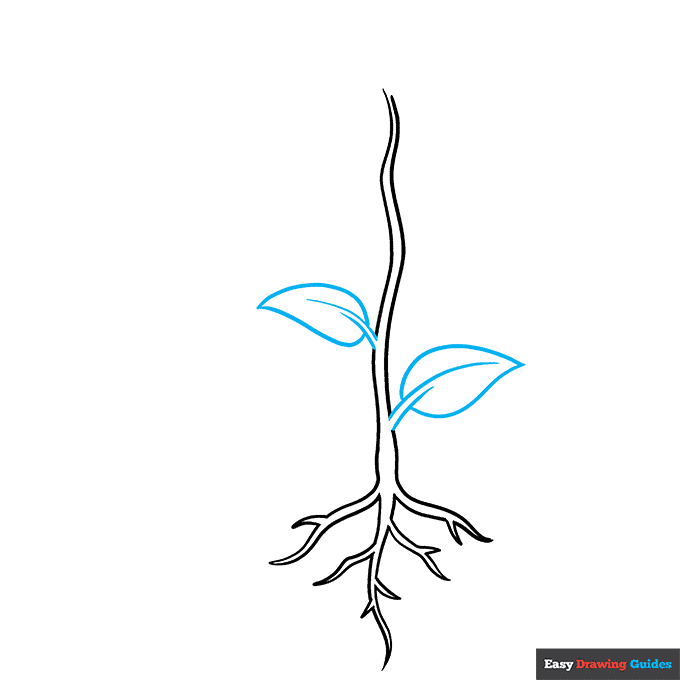 Parts of a Plant step-by-step drawing tutorial: step 5