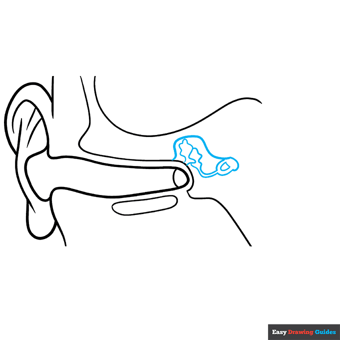 Parts of the Ear for Kids step-by-step drawing tutorial: step 5