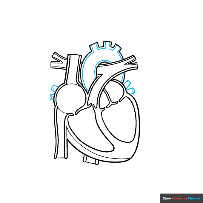 Heart Anatomy Diagram for Kids step-by-step drawing tutorial: step 6