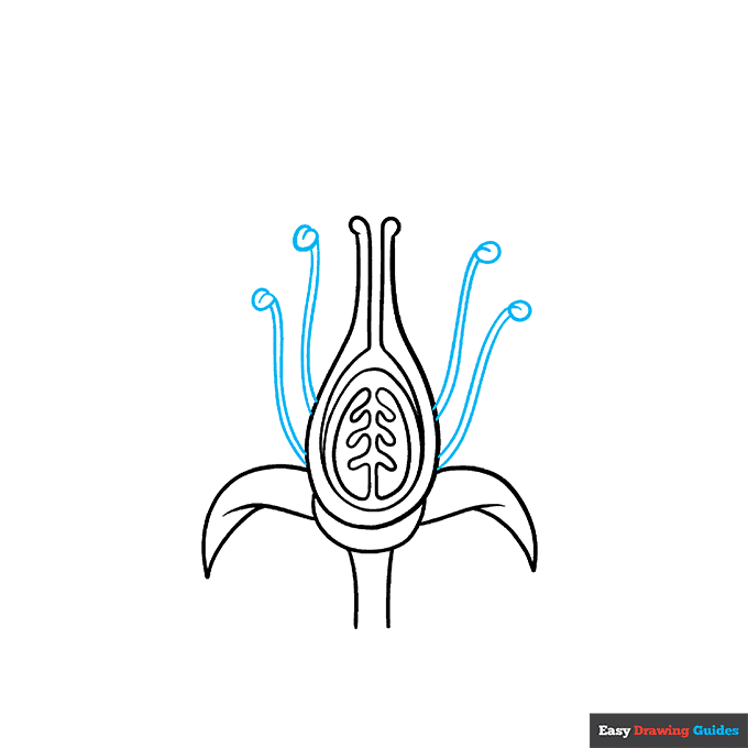 Parts of a Flower step-by-step drawing tutorial: step 6
