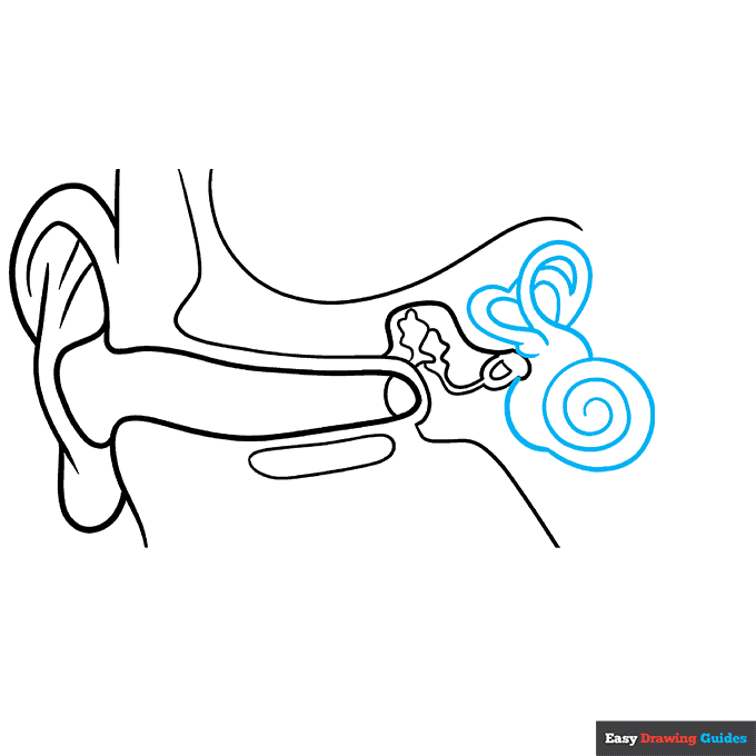 Parts of the Ear for Kids step-by-step drawing tutorial: step 6