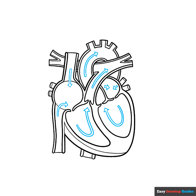 Heart Anatomy Diagram for Kids step-by-step drawing tutorial: step 7