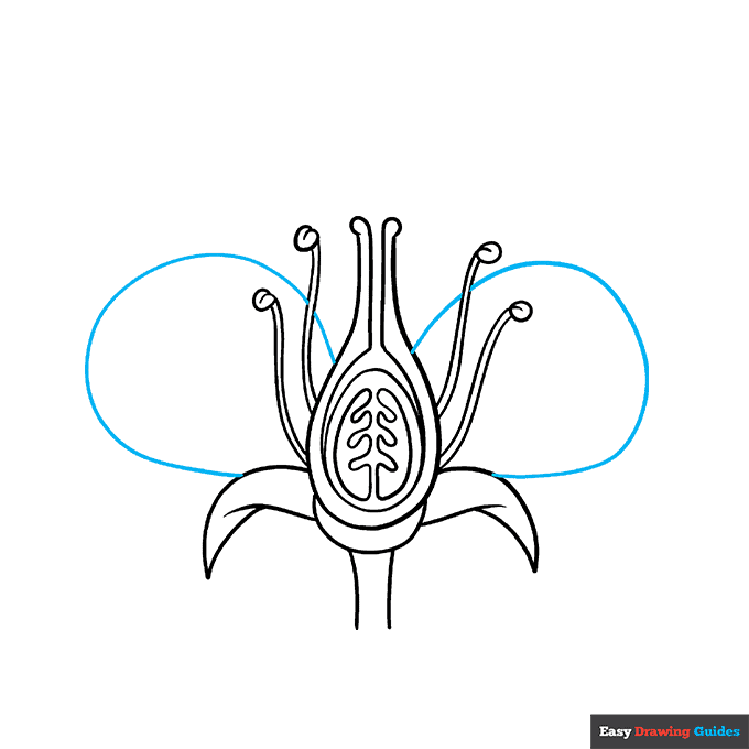 Parts of a Flower step-by-step drawing tutorial: step 7