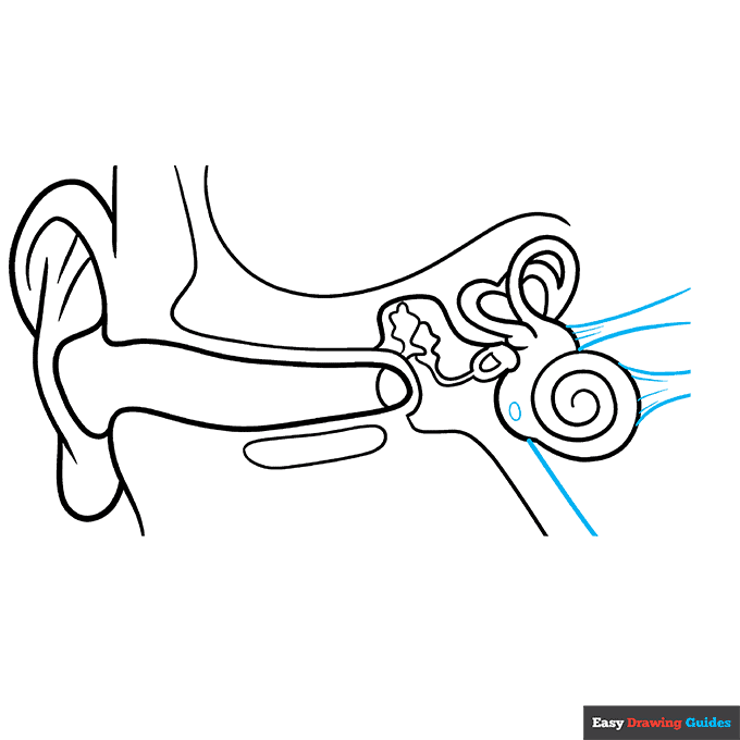 Parts of the Ear for Kids step-by-step drawing tutorial: step 7