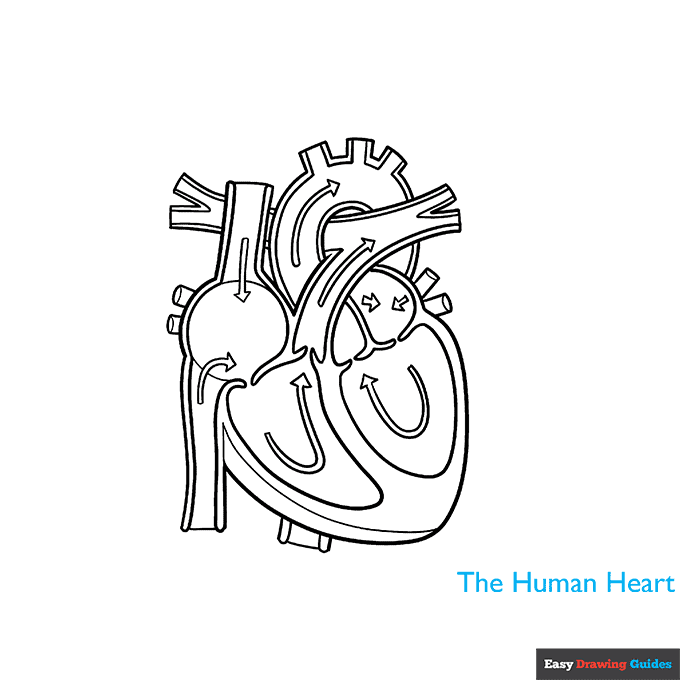 Heart Anatomy Diagram for Kids step-by-step drawing tutorial: step 8
