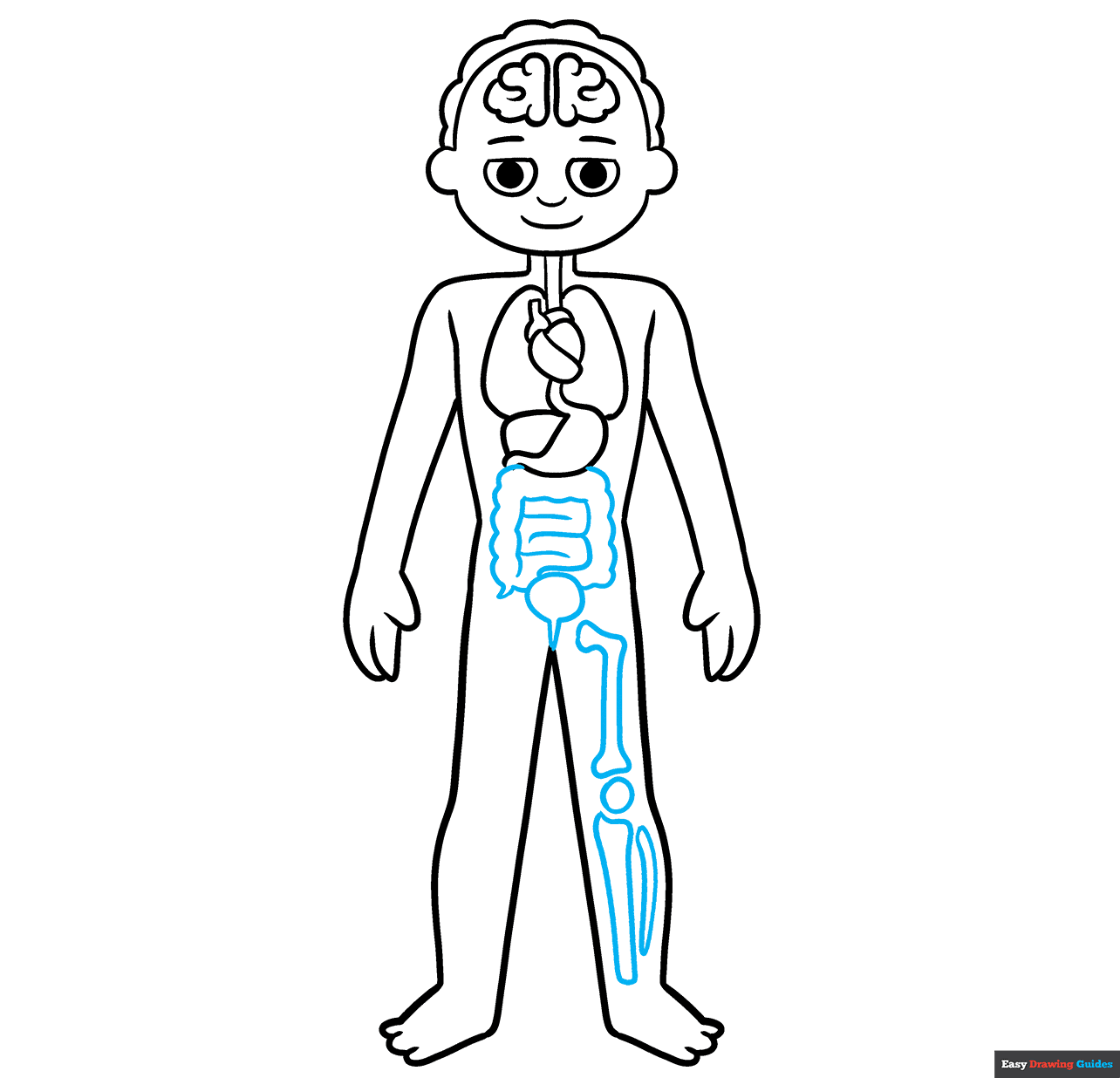 Human Anatomy for Kids step-by-step drawing tutorial: step 8
