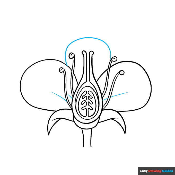 Parts of a Flower step-by-step drawing tutorial: step 8