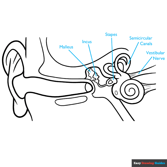 Parts of the Ear for Kids step-by-step drawing tutorial: step 8