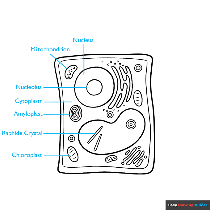 Plant Cell step-by-step drawing tutorial: step 8