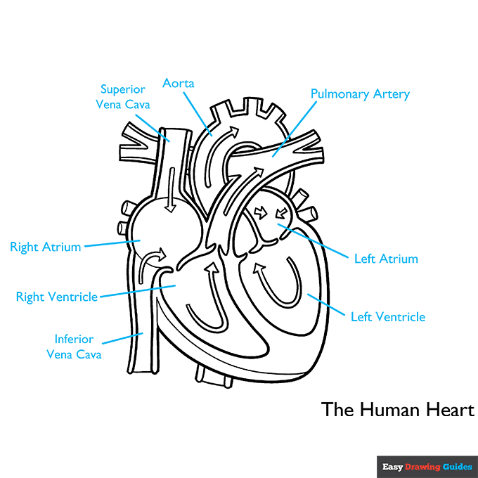 Heart Anatomy Diagram for Kids step-by-step drawing tutorial: step 9