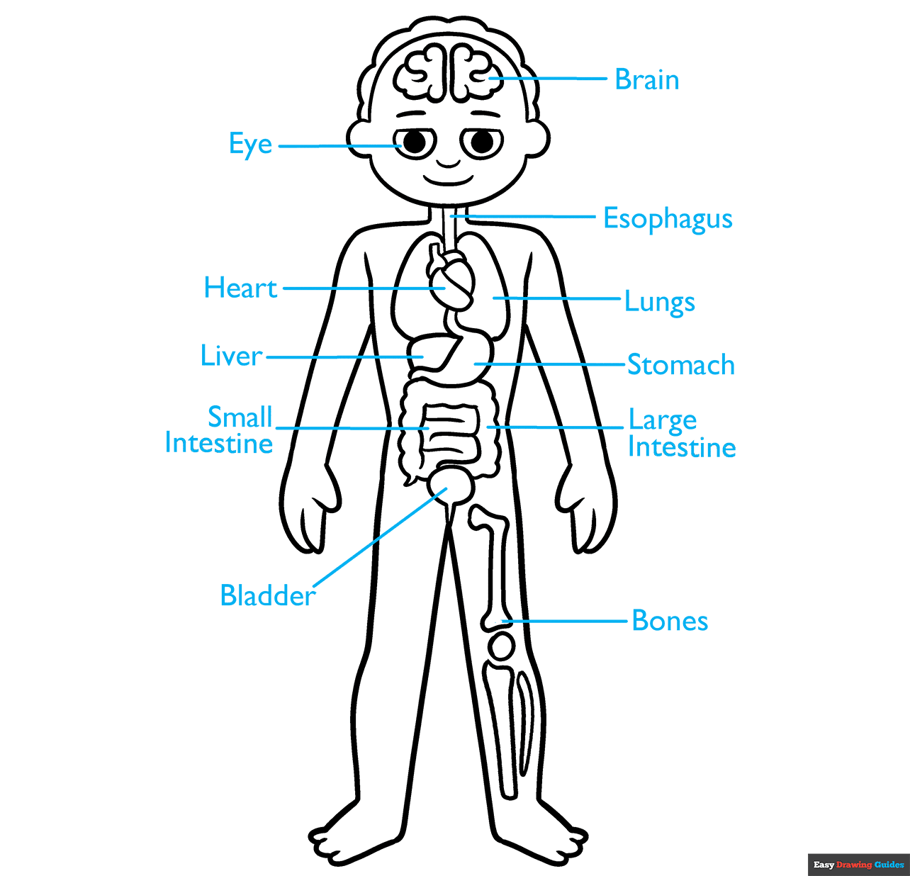 Human Anatomy for Kids step-by-step drawing tutorial: step 9
