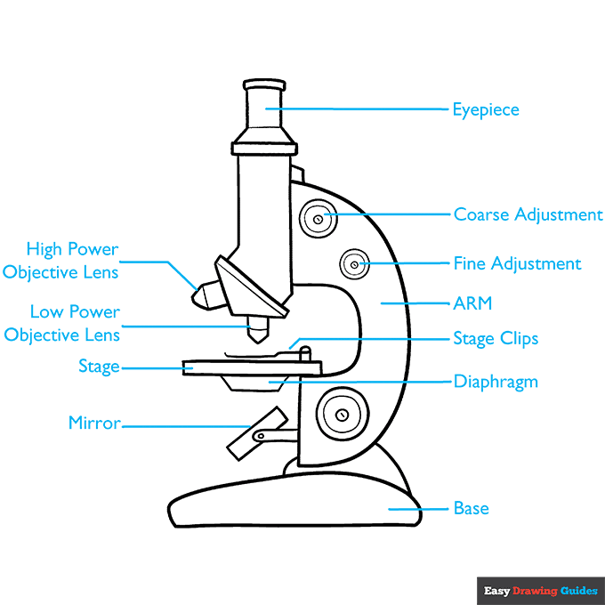 Microscope Diagram for Kids step-by-step drawing tutorial: step 9