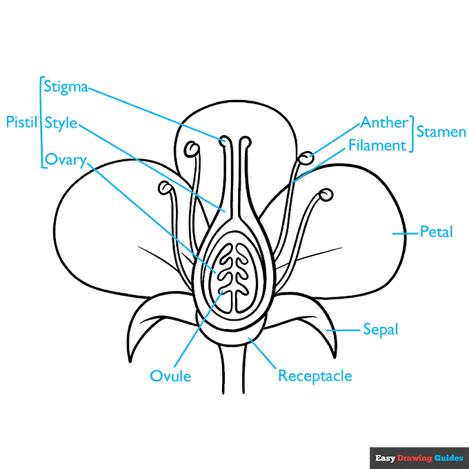 Parts of a Flower step-by-step drawing tutorial: step 9