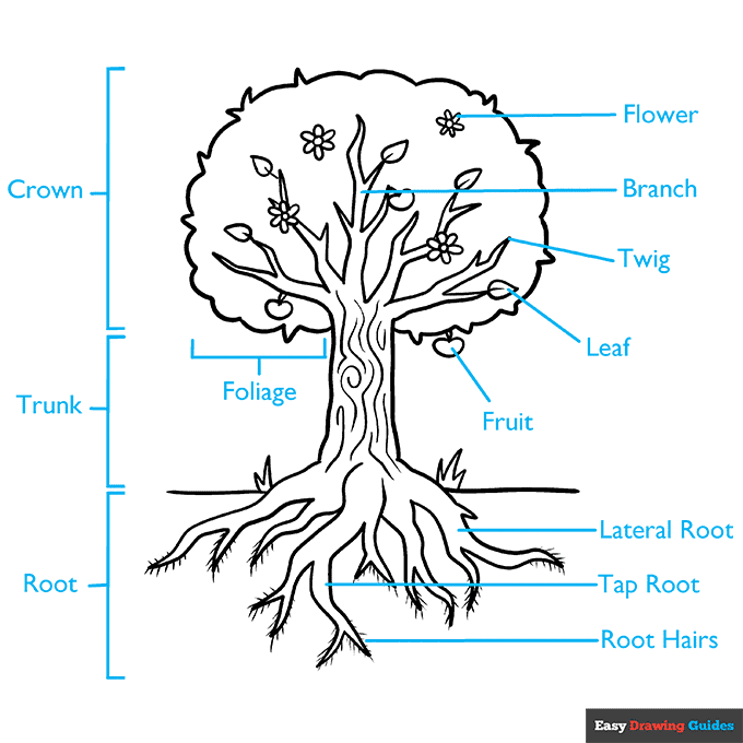 Parts of a Tree step-by-step drawing tutorial: step 9