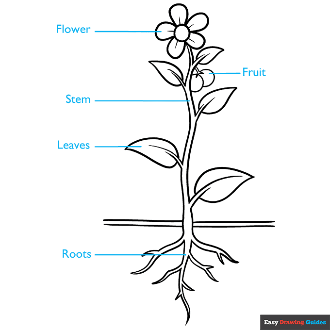 Parts of a Plant step-by-step drawing tutorial: step 9