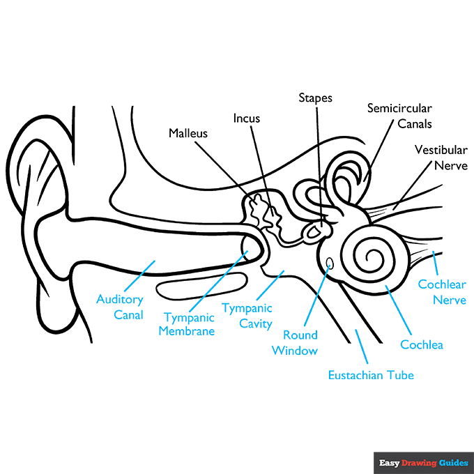 Parts of the Ear for Kids step-by-step drawing tutorial: step 9