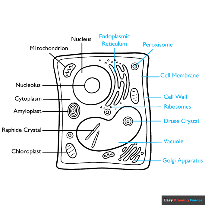 Plant Cell step-by-step drawing tutorial: step 9