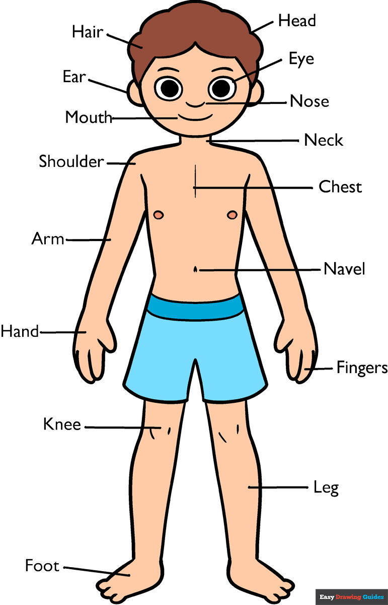 How to Draw a Body Parts Diagram for Kids Featured Image