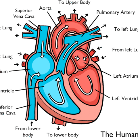 How to Draw a Heart Anatomy Diagram for Kids Featured Image