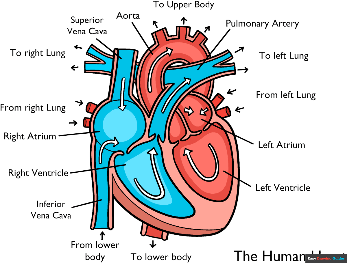 How To Draw A Real Heart Diagram Infoupdate