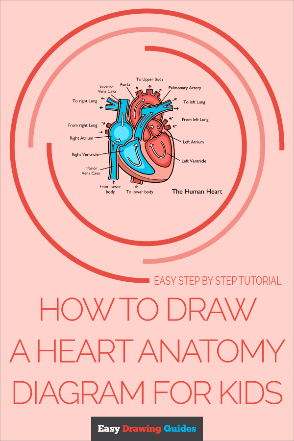 How to Draw a Heart Anatomy Diagram for Kids Pinterest Image