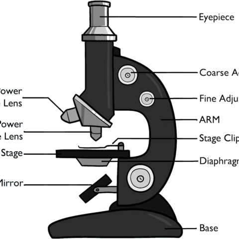 How to Draw a Microscope Diagram for Kids Featured Image
