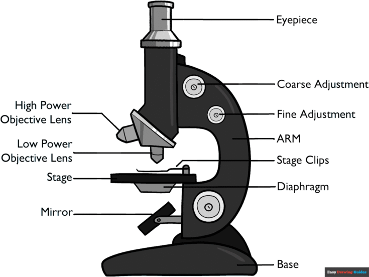 How to Draw a Microscope Diagram for Kids Featured Image