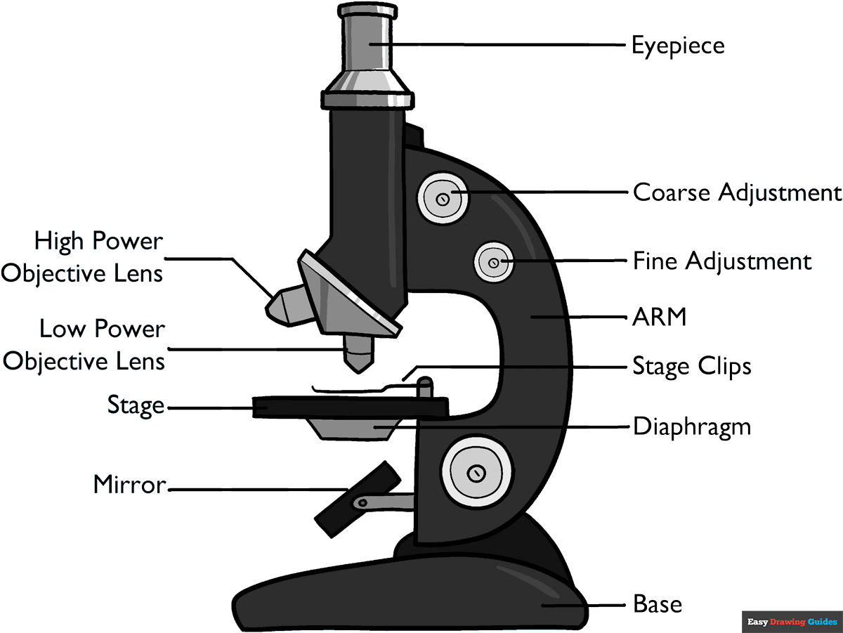 How to Draw a Microscope Diagram for Kids Featured Image
