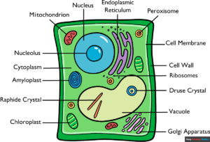 How to Draw a Plant Cell Featured Image
