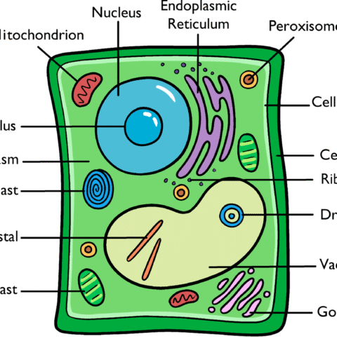 How to Draw a Plant Cell Featured Image