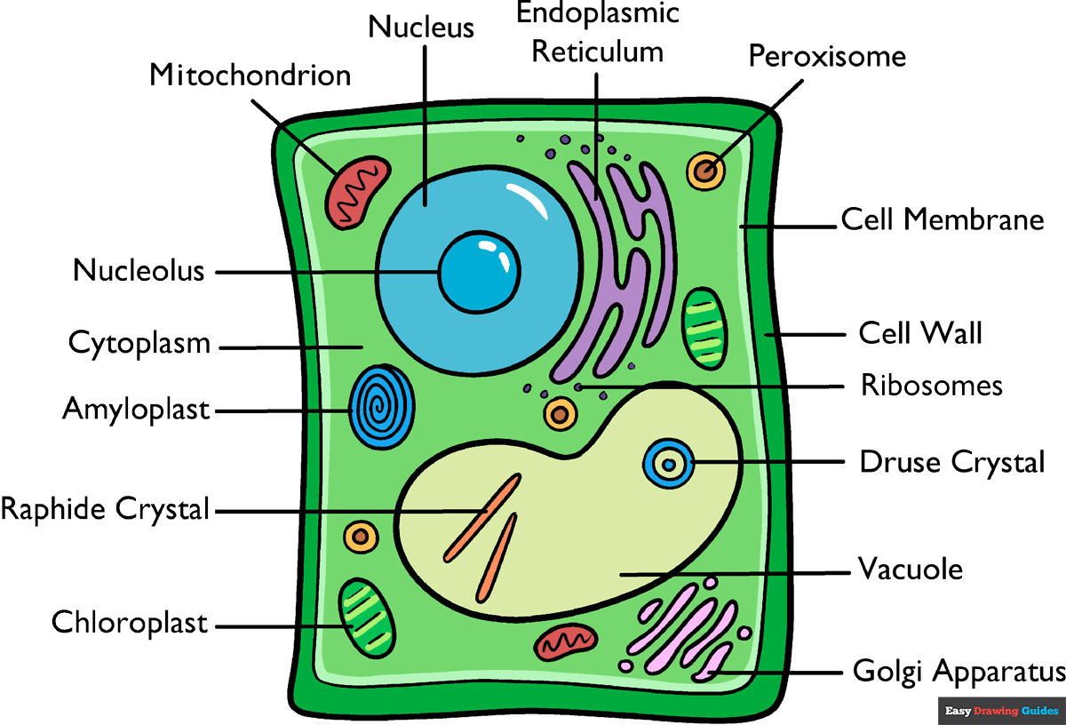 How to Draw a Plant Cell Featured Image