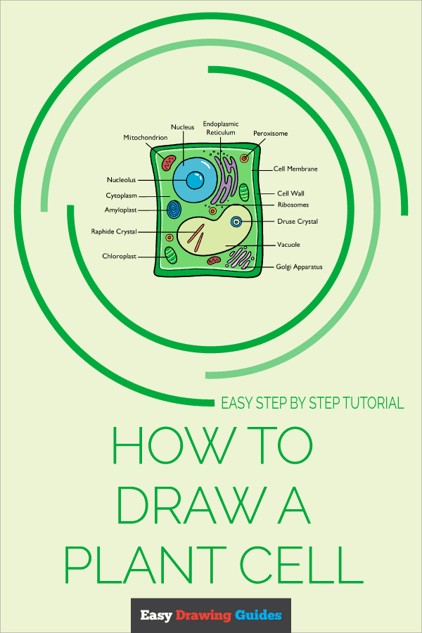 How to Draw a Plant Cell Pinterest Image