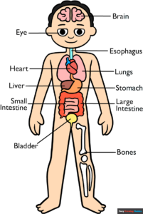 How to Draw Human Anatomy for Kids Featured Image