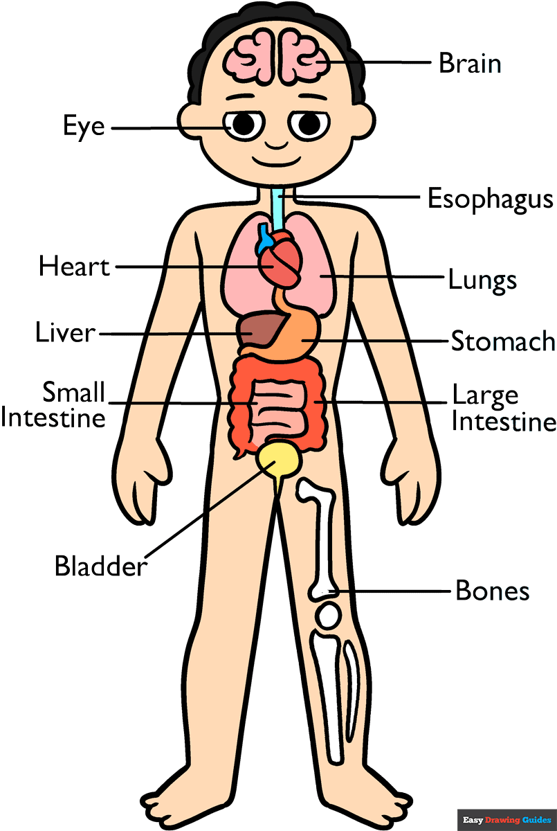 How to Draw Human Anatomy for Kids Featured Image