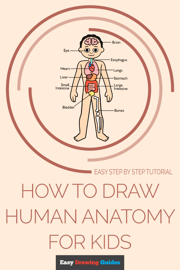 How to Draw Human Anatomy for Kids Pinterest Image