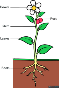 How to Draw Parts of a Plant Featured Image