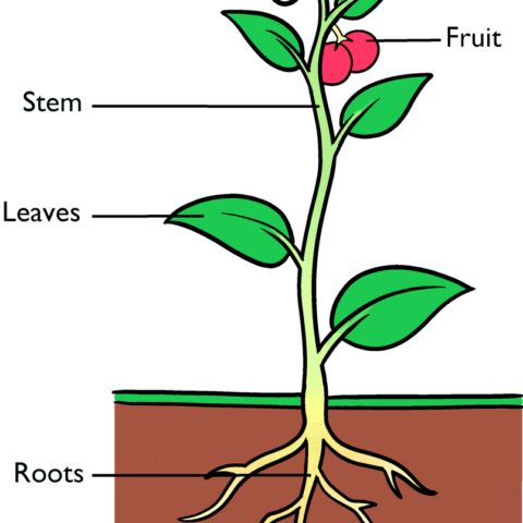 How to Draw Parts of a Plant Featured Image