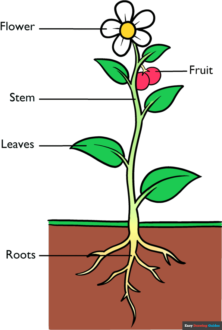 How to Draw Parts of a Plant Featured Image