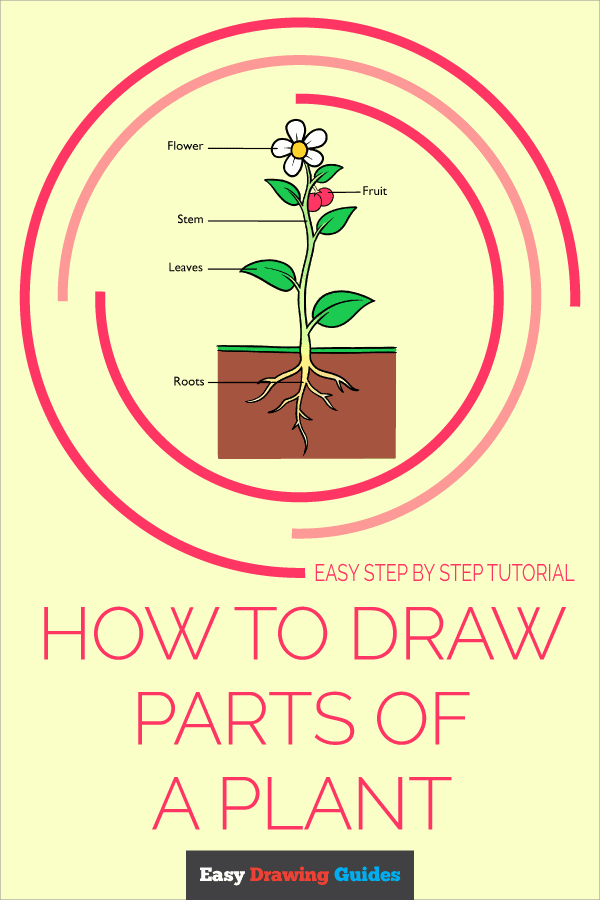 How to Draw Parts of a Plant Pinterest Image