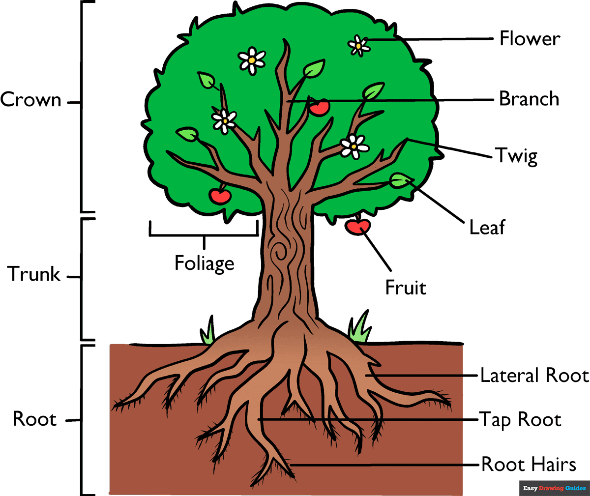 How to Draw Parts of a Tree Featured Image