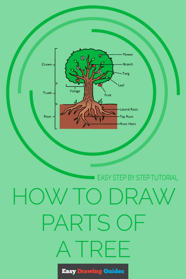 How to Draw Parts of a Tree Pinterest Image