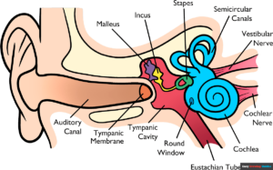 How to Draw Part of the Ear for Kids Featured Image