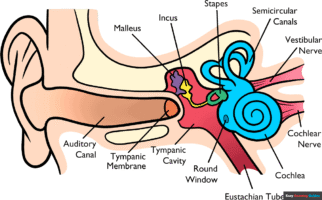 How to Draw Parts of the Ear for Kids