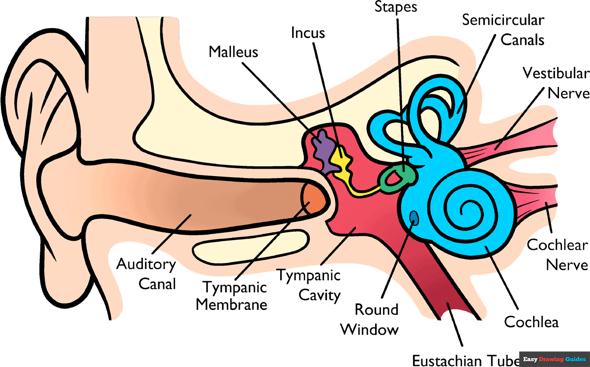 How to Draw Part of the Ear for Kids Featured Image