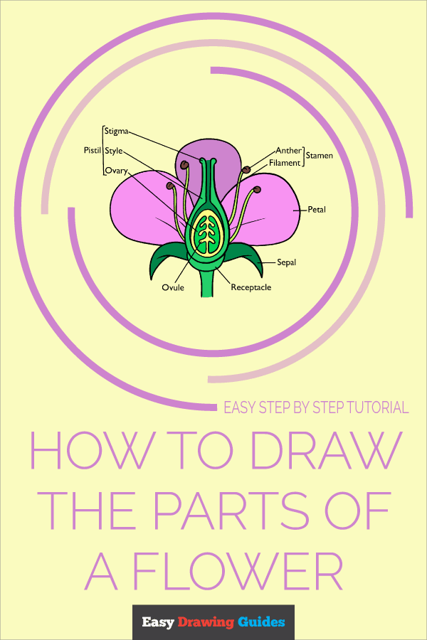 How to Draw the Parts of the Flower Pinterest Image